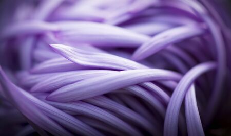Macro Petalsの写真素材