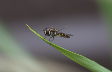 Hover Fly Macroの写真素材