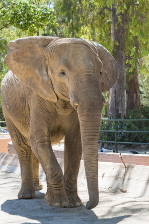 Elephant without antlers, strolling in a parkの写真素材
