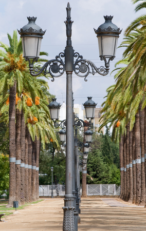 Avenue of palm treeの写真素材