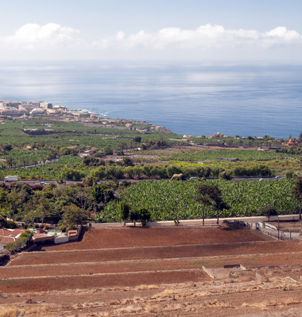 Vineyards on the island of Tenerifeの写真素材