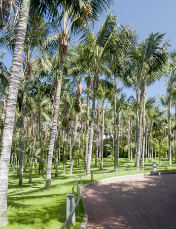Palm trees in the water park of Tenerifeの写真素材