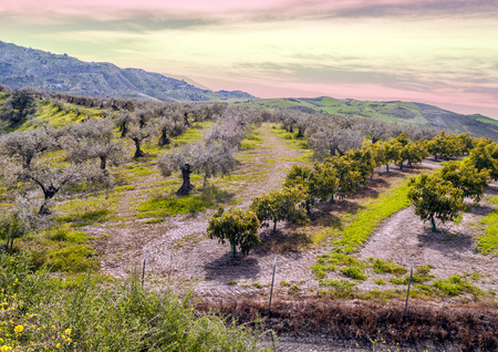 Fields of orange trees in Andalusiaの写真素材