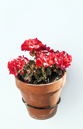 Flowerpot with flowers on a white wallの写真素材
