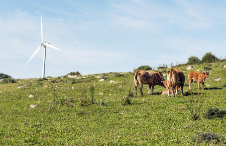 Cows outdoors in the fields of Cadizの写真素材