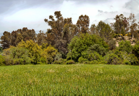 Fields of Andalusia with treesの写真素材
