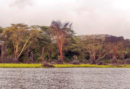 Lake in the jungle of Kenya under a cloudy skyの写真素材