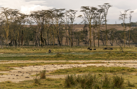 Acacias in the jungle of Kenya under a cloudy skyの写真素材
