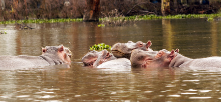 Hippopotamus on the lake in the jungle of Kenya under a cloudy sky