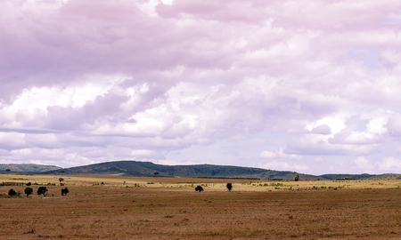 Savannah in Kenya under a cloudy skyの写真素材