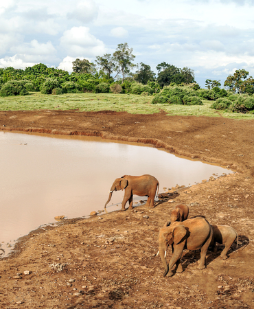 Elephants in the savannah of Kenya under a cloudy skyの写真素材