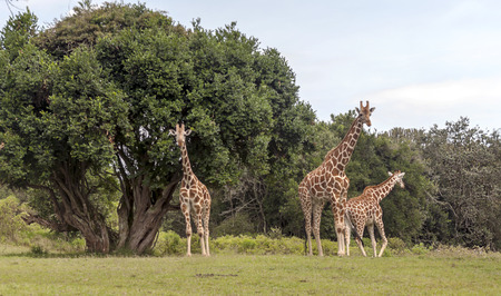 Giraffes in the jungle of Kenya in Africaの写真素材