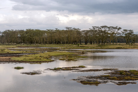 Lake in the jungle of Kenya under a cloudy skyの写真素材