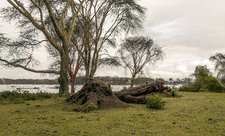 Lake in the jungle of Kenya under a cloudy sky