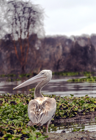 Pelicans on the lake in the jungle of Kenya under a cloudy skyの写真素材