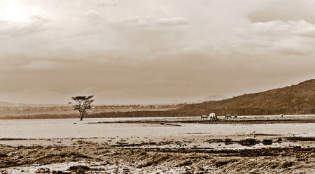 Rhinoceroses in the jungle of Kenya under a cloudy skyの写真素材
