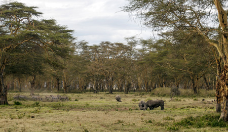 Rhinoceroses in the jungle of Kenya under a cloudy skyの写真素材