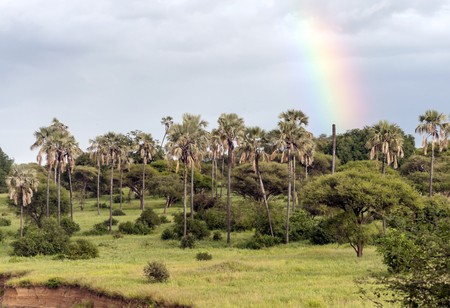 Acacias in Kenya on a cloudy dayの写真素材