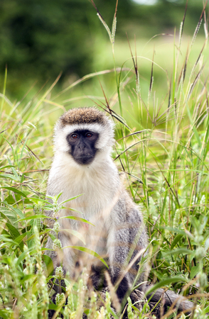 Baboons sitting in the forest of Kenya