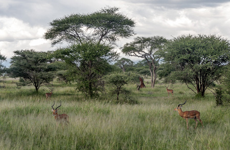 Gazelles in the prairies with acacias from Kenya on a cloudy dayの写真素材
