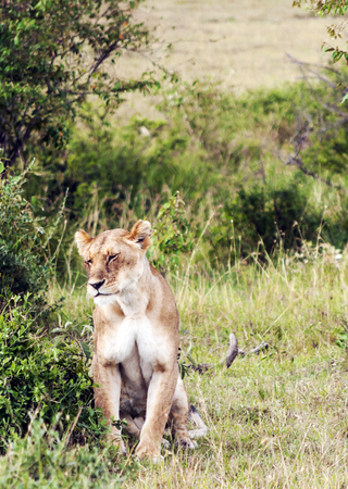 Lioness in the jungle of Kenya on a cloudy dayの写真素材