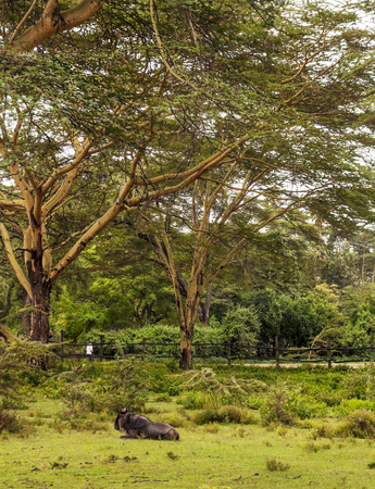 Acacia landscape in Kenya under a cloudy dayの写真素材
