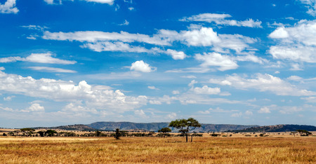 Acaias in Tanzania in a sunny dayの写真素材