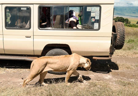 SERENGETI, TANZANIA - MAY 2014. Tourist in jeep safari in the road of National Park of Tanzania. They are traying see animals.のeditorial素材