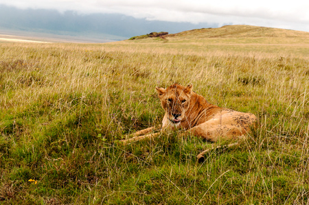Lions in Tanzania on a clear dayの写真素材