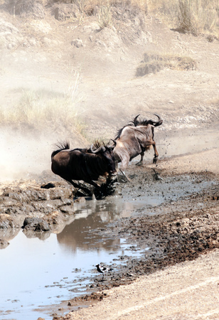 Zebras and wildebeest crossing the Serengeti inの写真素材