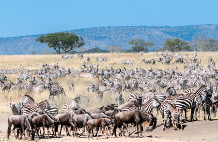 Zebras and wildebeest crossing the Serengeti inの写真素材