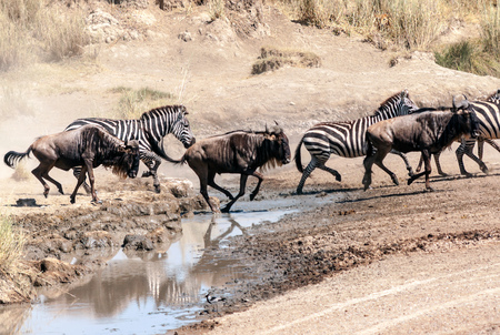 Zebras and wildebeest crossing the Serengeti inの写真素材