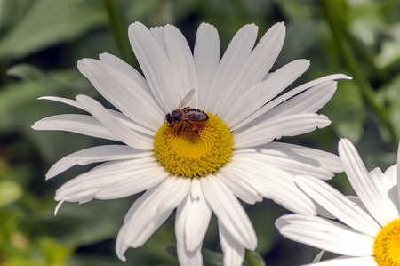 Daisy with a bee in its petalsの写真素材