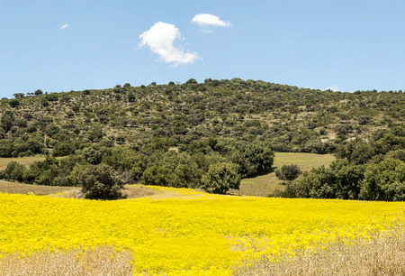 Fields of Andalusia in Spain on a sunny dayの写真素材