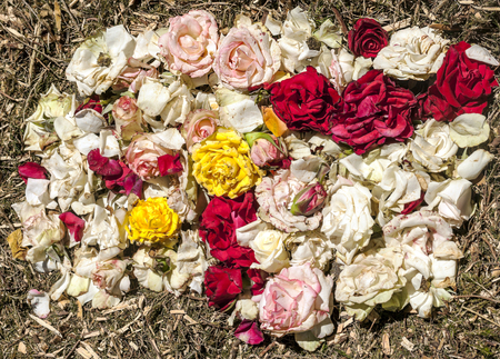 Garden with flower petals in La Orotava on the island of Tenerife.の写真素材