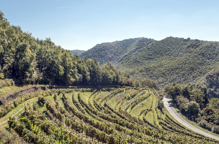 Vineyards in languedoc in france in sunny dayの写真素材