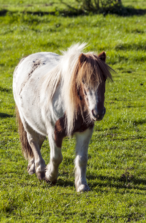 Horse in the fields of Belgiumの写真素材