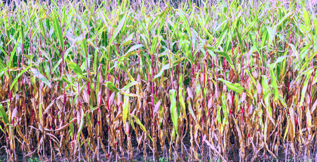 Fields of wheat forming a backgroundの写真素材