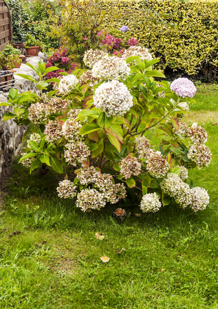 Garden in France on a cloudy dayの写真素材