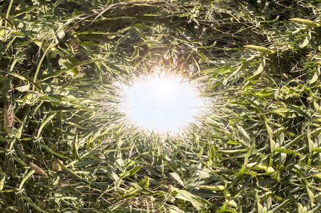 Green grass texture with white background in the center.の写真素材