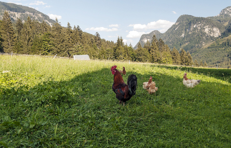 Mountains in the Austrian Alps on a sunny dayの写真素材