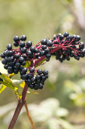 Blackberries on the branches of a tree surrounded by blurred backgroundの写真素材
