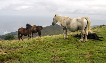 Horses in the fields of the Basque Countryの写真素材