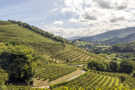 Vineyards in the Basque country on a sunny dayの写真素材
