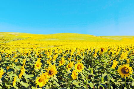 Field of sunflowers in the spanish country of Cadiz in a sunny day.