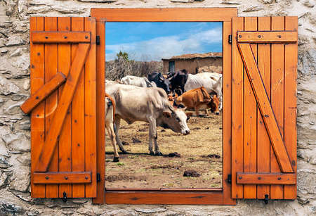Cows in a Masai village in Kenya. Its a point of view from wood windowの写真素材