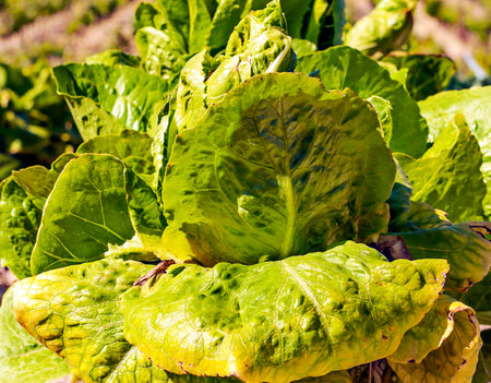 Lettuce planted in the groundの写真素材