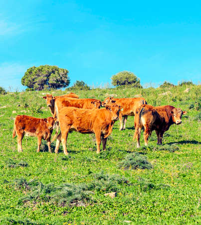 Cows outdoors in the fields of Cadizの写真素材