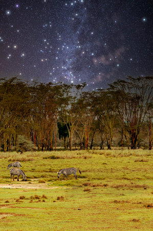 Zebras in the jungle of Kenya in the night with stars in the sky