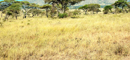 Acacias trees in the landscape of Tanzania with clouds in the skyの写真素材